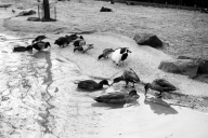 Berlin 1968 - Zoologischer Garten