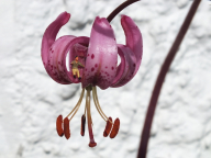 Blüten - Foto: Manfred Rakoschek