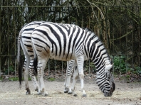 Zoo Rostock - Foto: Manfred Rakoschek (01.01.2020)