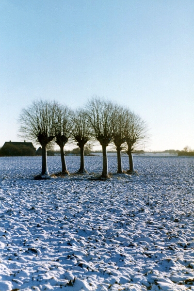 Hexenbäume - Foto: Gerd Ahrens (70er-J.)