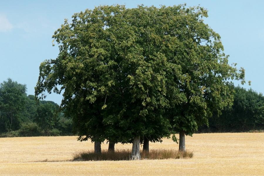 Hexenbäume auf Gut Roest - Foto: Dietrich von Horn (24.07.2021)